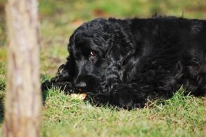 Cocker Spaniel
