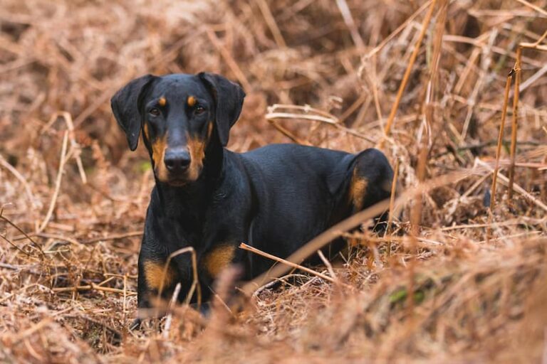 Scopri di più sull'articolo Doberman