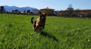 pastore tedesco corre felice nel campo