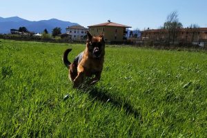 Le Vostre Storie