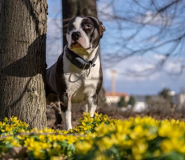American Staffordshire Terrier sbuca da un albero nel bosco