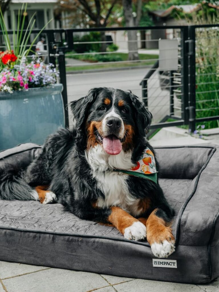 Scopri di più sull'articolo Bovaro del Bernese