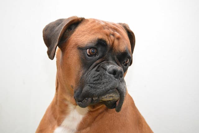 Scopri di più sull'articolo Boxer