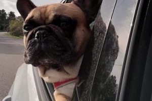 Viaggiare in Auto con il Cane
