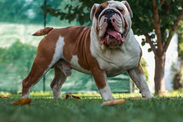 Scopri di più sull'articolo Bulldog Inglese