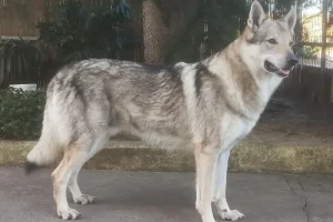 Cane Lupo Cecoslovacco