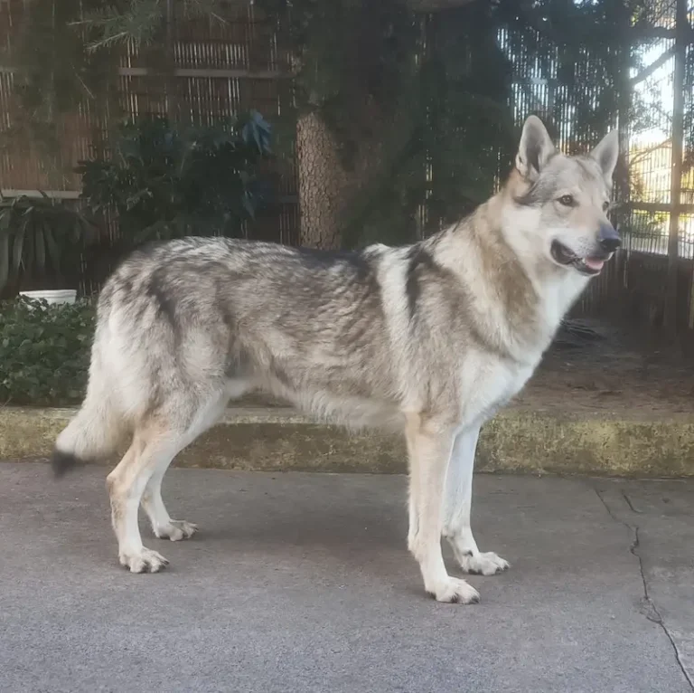 Scopri di più sull'articolo Cane Lupo Cecoslovacco