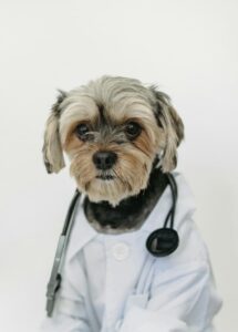cucciolo con camice bianco e stetoscopio mascherato da veterinario