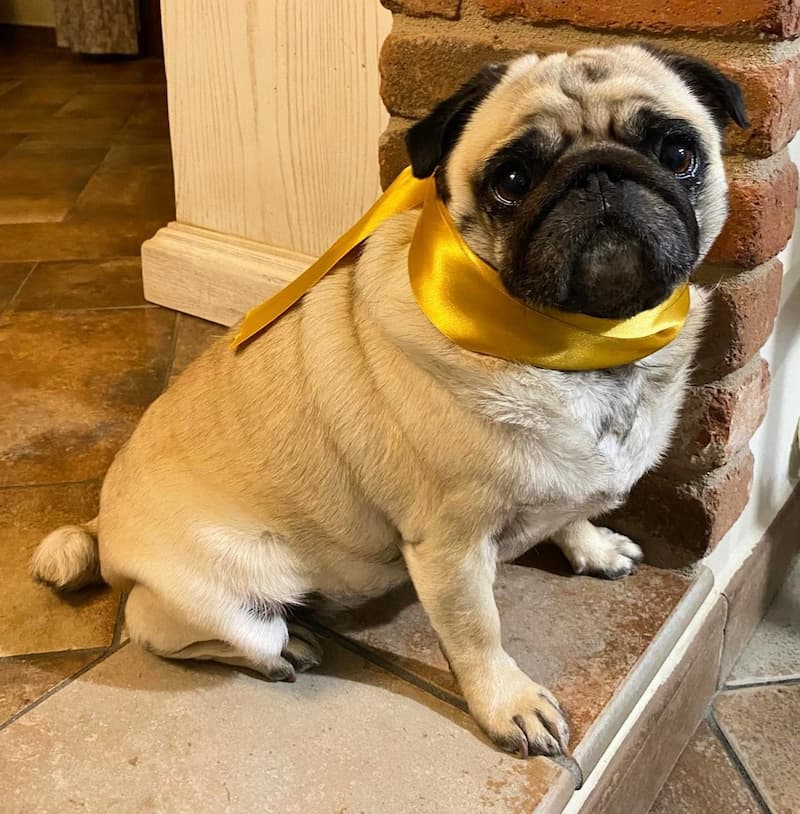 Carlino con nastro giallo al collo seduto sulla soglia di casa