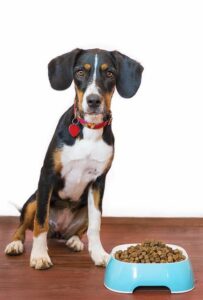 cane bianco nero e marrone davanti alla sua ciotola di crocchette