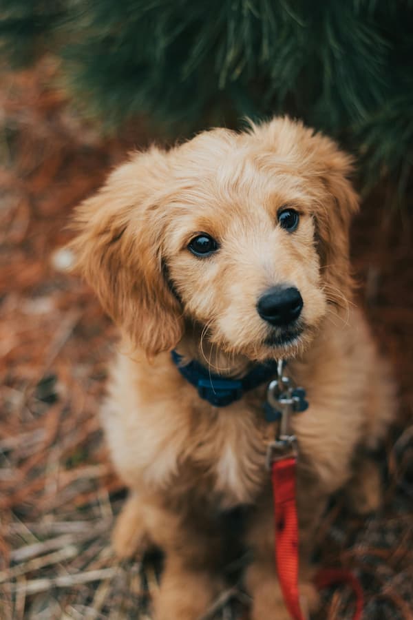 cucciolo con collare rosso e guinzaglio