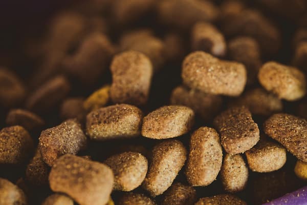 Scopri di più sull'articolo Alimentazione del Cane