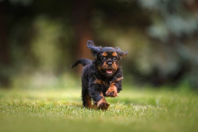 cucciolino corre in prato verde