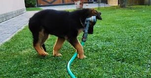 cucciolo pastore tedesco gioca con gomma per irrigare in giardino