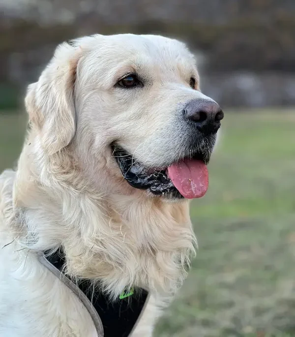 primo piano di un golgen retriever con la lingua di fuori