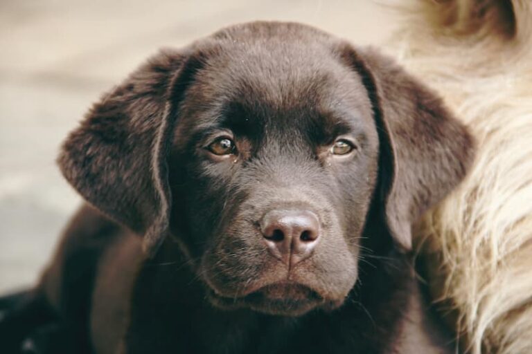 Scopri di più sull'articolo Labrador Retrivier