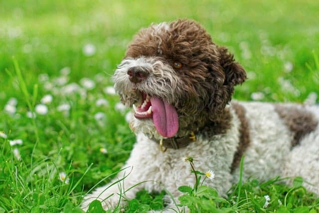 Scopri di più sull'articolo Lagotto romagnolo