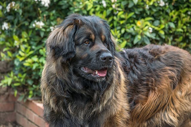 Maestoso Leonbergermarrone e nero
