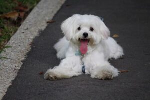  Maltese