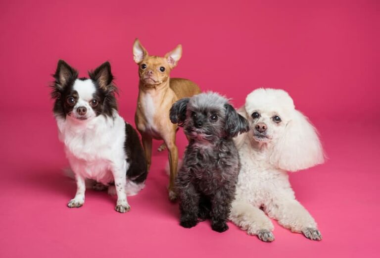 Scopri di più sull'articolo Guida completa alle razze canine: trova il cane perfetto per te!
