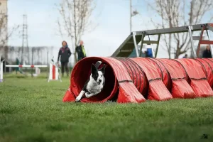 Agility Dog: Una Guida Completa alla Disciplina Sportiva per il Tuo Cane