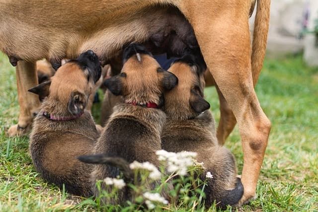 Scopri di più sull'articolo Come Acquistare un Cane di Razza: Guida Pratica