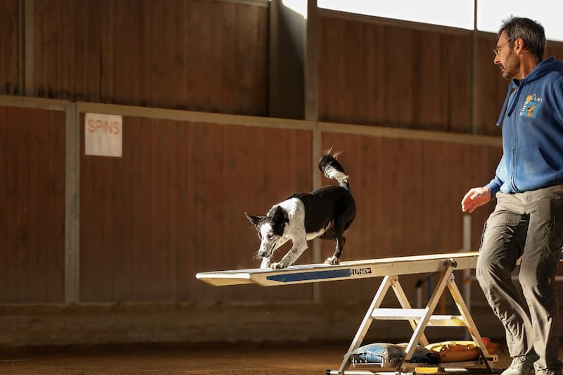 border collie durante una gara di agility rallenta sulla bascula