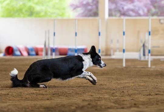 border collie scatta per una partenza da gara di agility dog