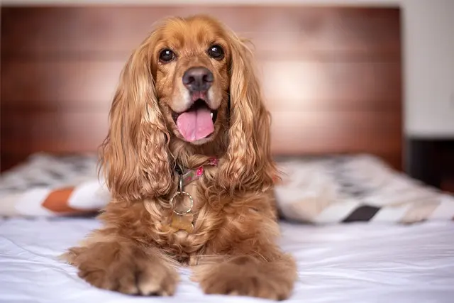 cane cocker sdraiato sopra il letto