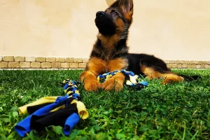 Decifrare il Magico Linguaggio dei Cani: La Guida per Neofiti