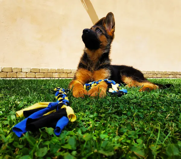 Scopri di più sull'articolo Decifrare il Magico Linguaggio dei Cani: La Guida per Neofiti
