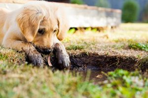Guida alla Socializzazione Perfetta per un Cane Felice e Sicuro