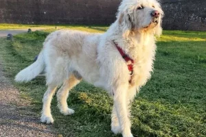Labradoodle