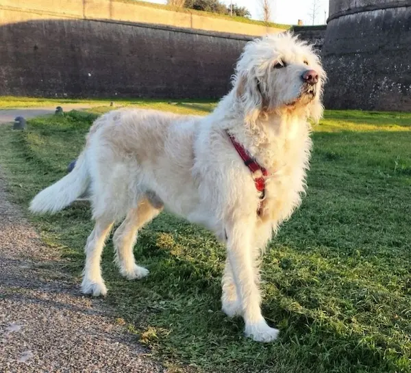Scopri di più sull'articolo Labradoodle