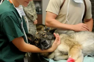 La Torsione Gastrica nei Cani: Prevenzione e Sintomi da Conoscere