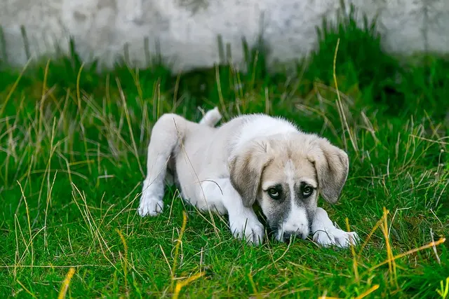 cucciolo in una tipica postura di sottomissione o paura