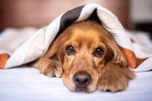 Cane sul letto o sul divano: una buona idea?