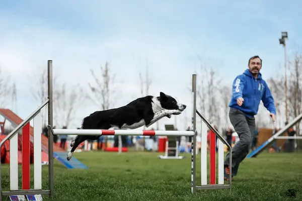 Scopri di più sull'articolo Attività Cinofile: Sport e Utilità Sociale a Quattro Zampe