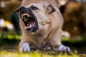 L’aggressività nei cani: cause, segnali e prevenzione