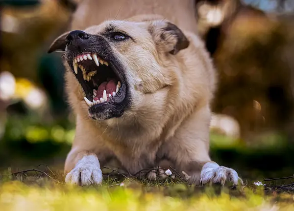 Scopri di più sull'articolo L’aggressività nei cani: cause, segnali e prevenzione
