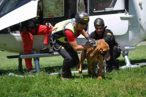 Cani da Soccorso del CNSAS: Eroi a Quattro Zampe nelle Montagne
