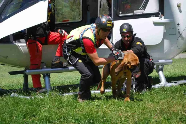 Scopri di più sull'articolo Cani da Soccorso del CNSAS: Eroi a Quattro Zampe nelle Montagne
