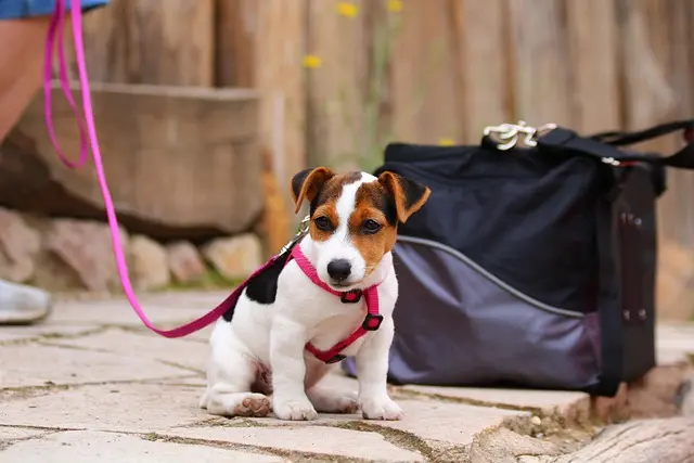 Cucciolo pronto per la sua prima uscita
