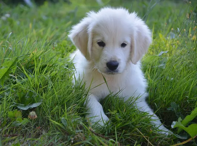 cucciolino tutto bianco a terra nel prato verde