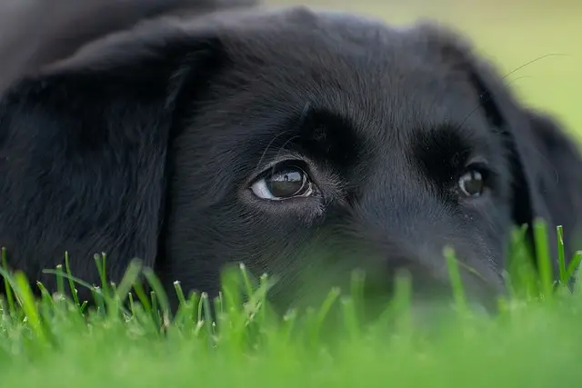 cucciolo si mette a terra per riposare