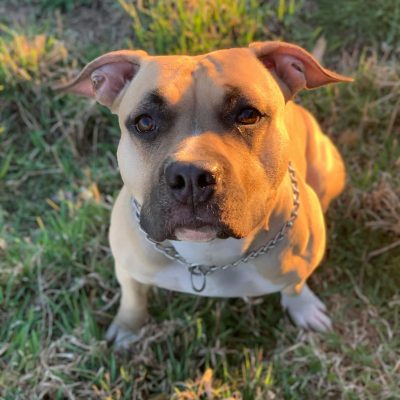 American-Staffordshire-Terrier-ti-guarda