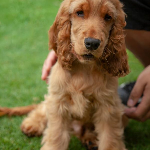cucciolo di Cocker Spaniel marrone seduto nel prato