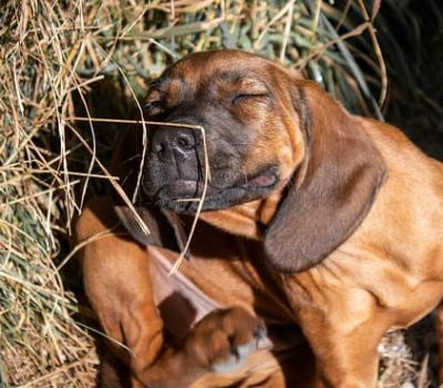 cucciolo si gratta nel fieno