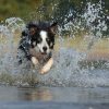 border collie
