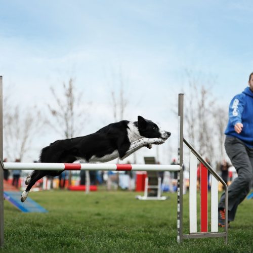 border-collie-salto